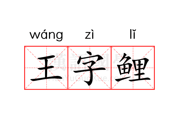 王字鲤