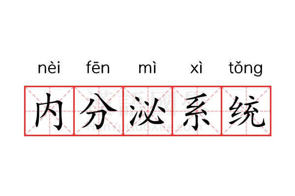 内分泌系统